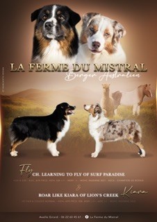 chiot Berger Australien De La Ferme Du Mistral