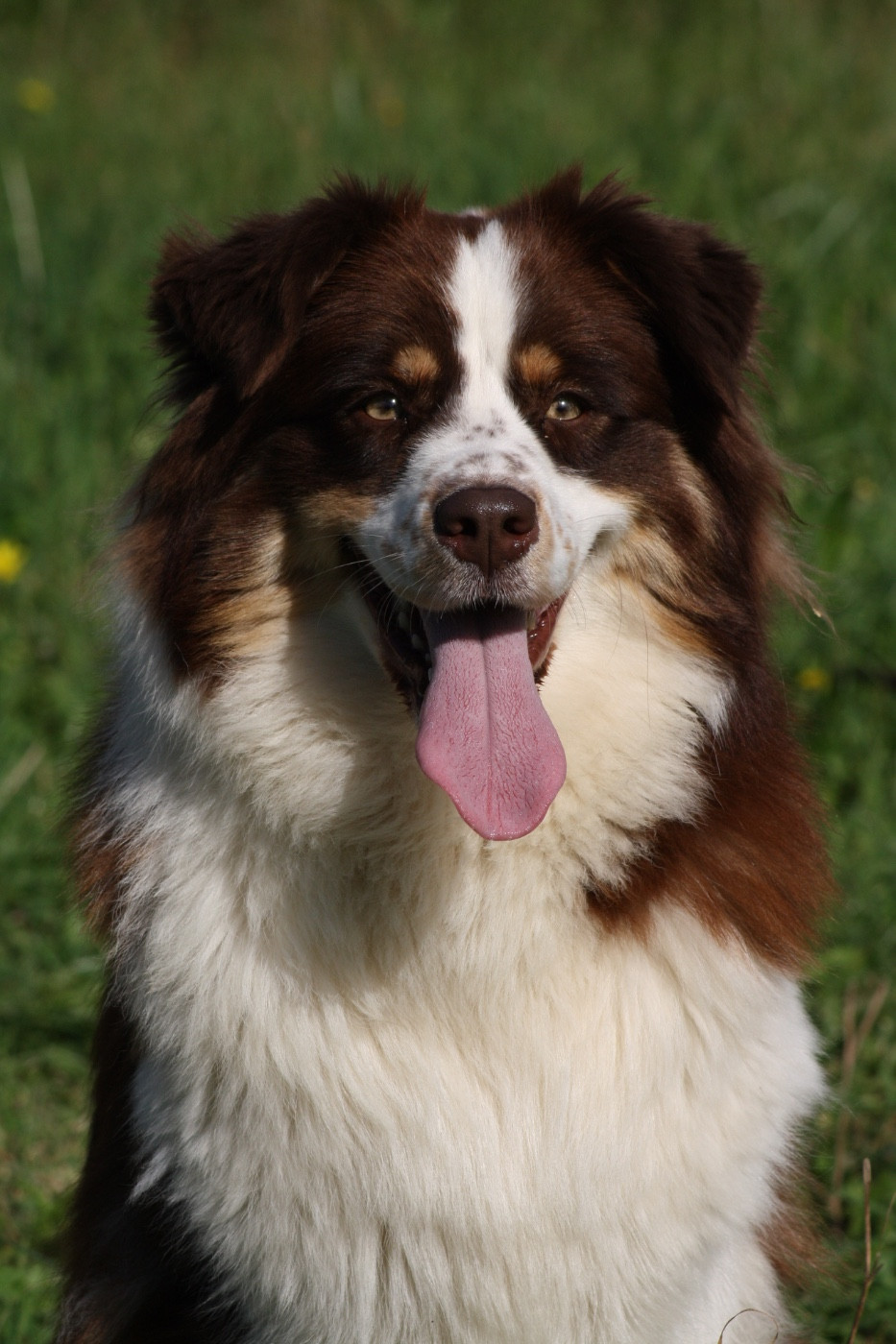 USA Yellowstone De La Ferme Du Mistral