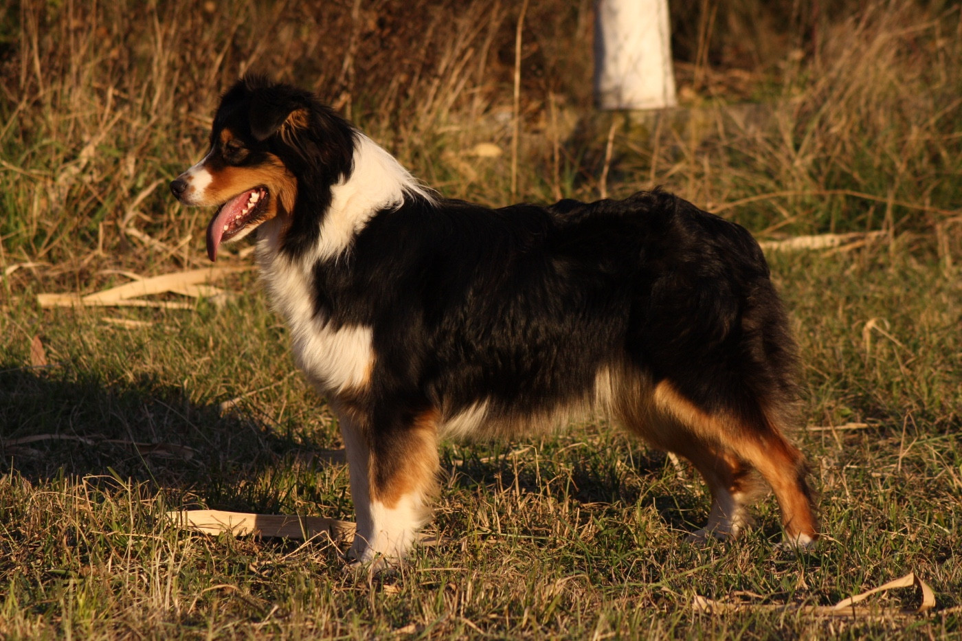 VValt Disney Lilo De La Ferme Du Mistral