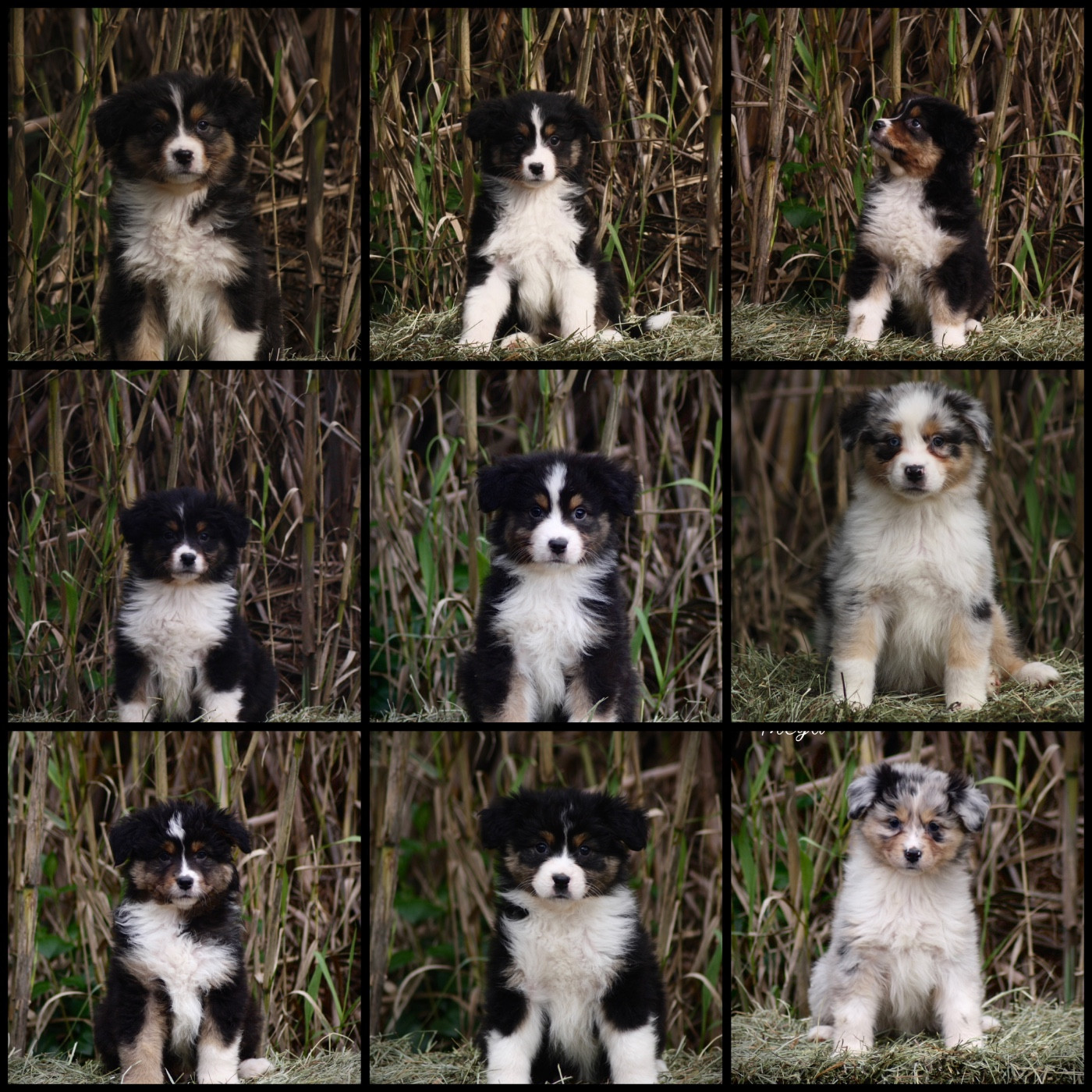 Portée Pastelle & Jaime s