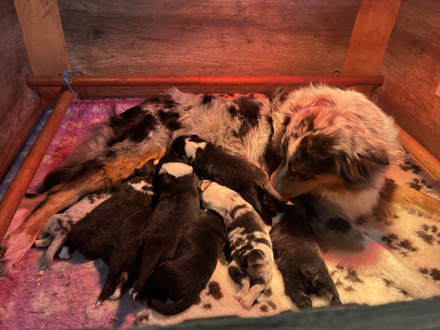 Chiot Berger Australien De La Ferme Du Mistral