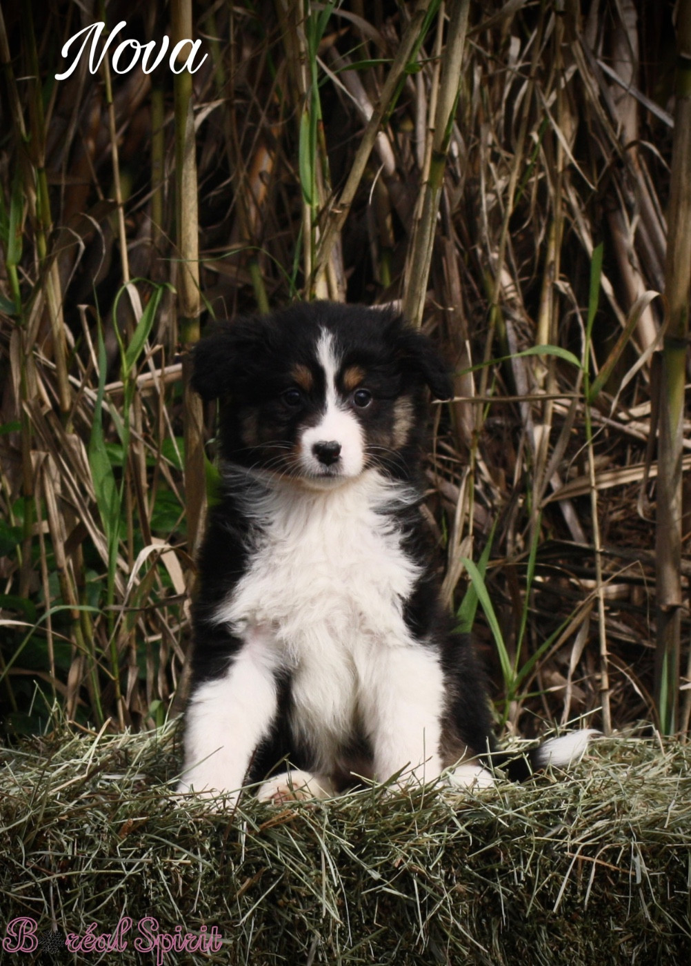 De La Ferme Du Mistral - Chiots disponibles - Berger Australien