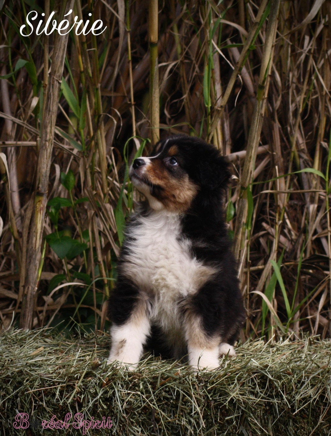 De La Ferme Du Mistral - Chiots disponibles - Berger Australien