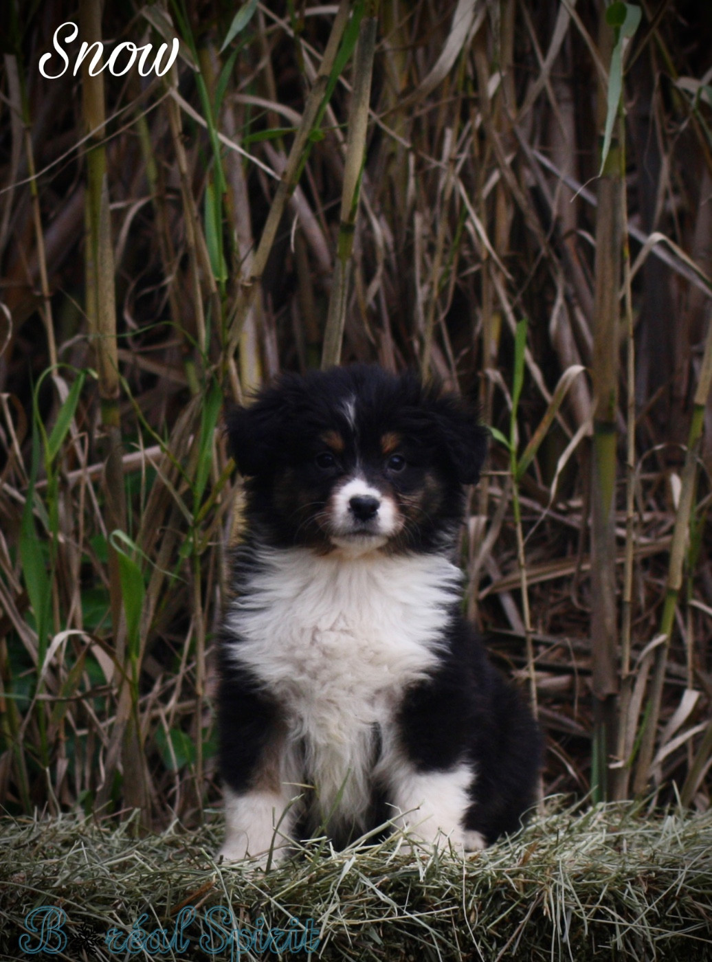 De La Ferme Du Mistral - Chiots disponibles - Berger Australien