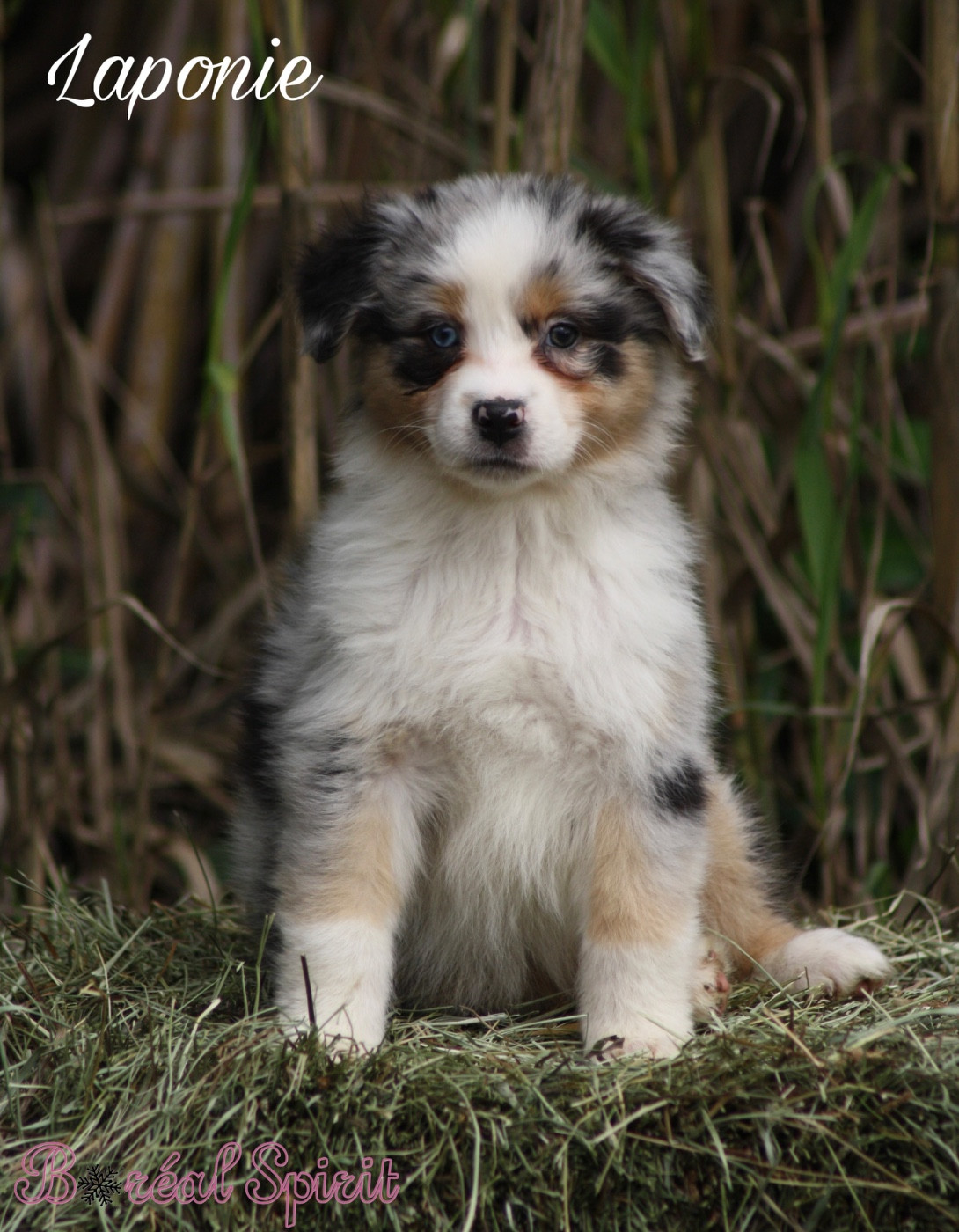 De La Ferme Du Mistral - Chiots disponibles - Berger Australien