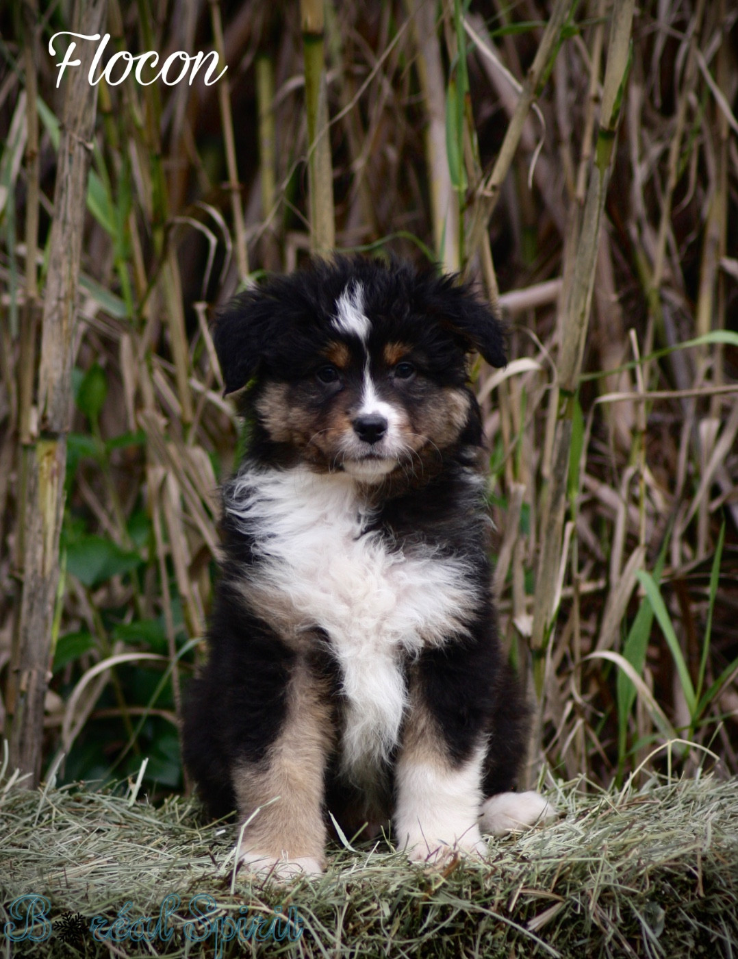 De La Ferme Du Mistral - Chiots disponibles - Berger Australien