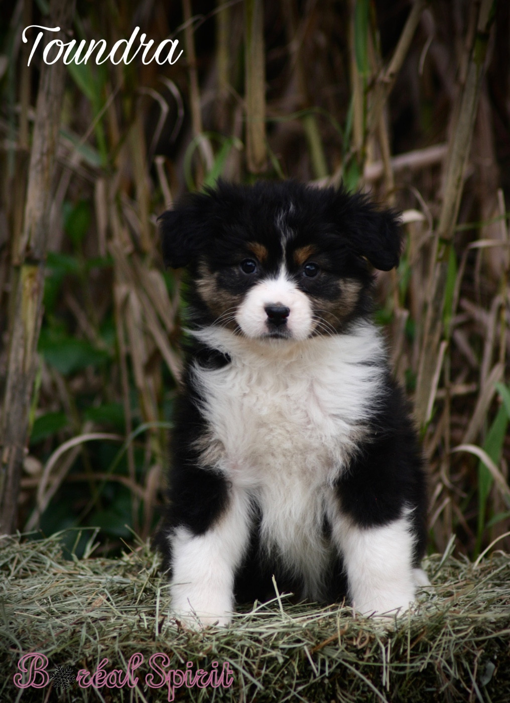 De La Ferme Du Mistral - Chiots disponibles - Berger Australien