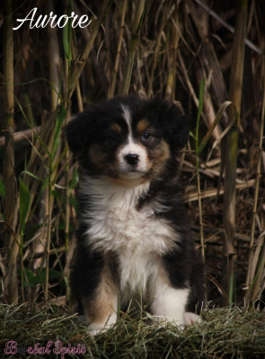 Boréal Spirit Aurore de La Ferme du Mistral