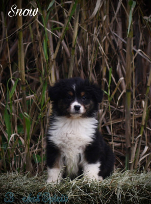 Boréal Spirit Snow de La Ferme du Mistral
