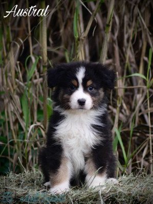 Boréal Spirit Austral de La Ferme du Mistral